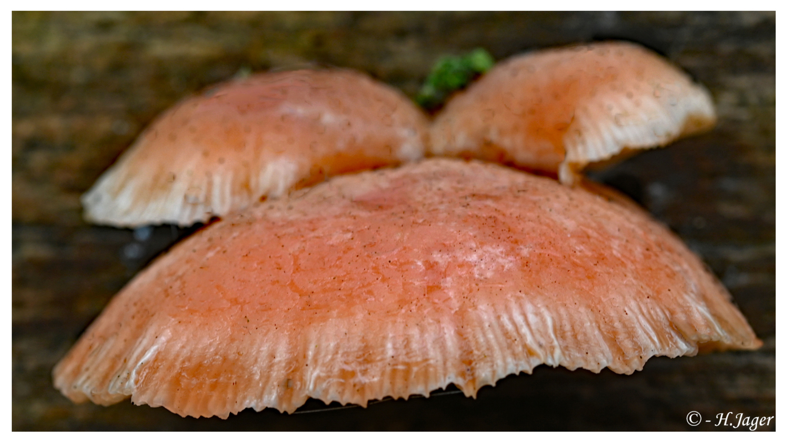 ZFC_5598