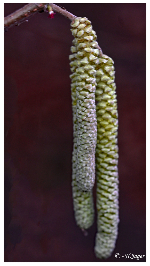 ZFC_5722