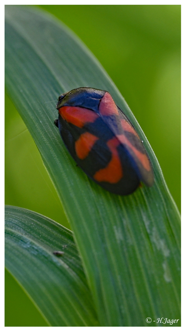 ZFC_6851