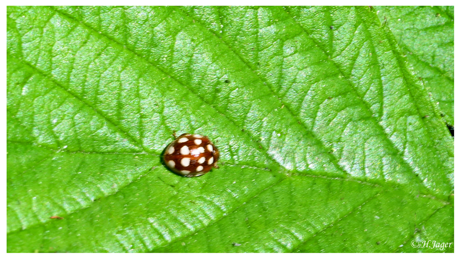ZFC_6958