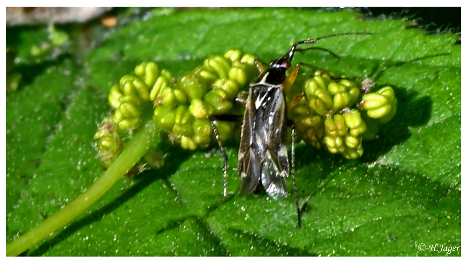 ZFC_6959