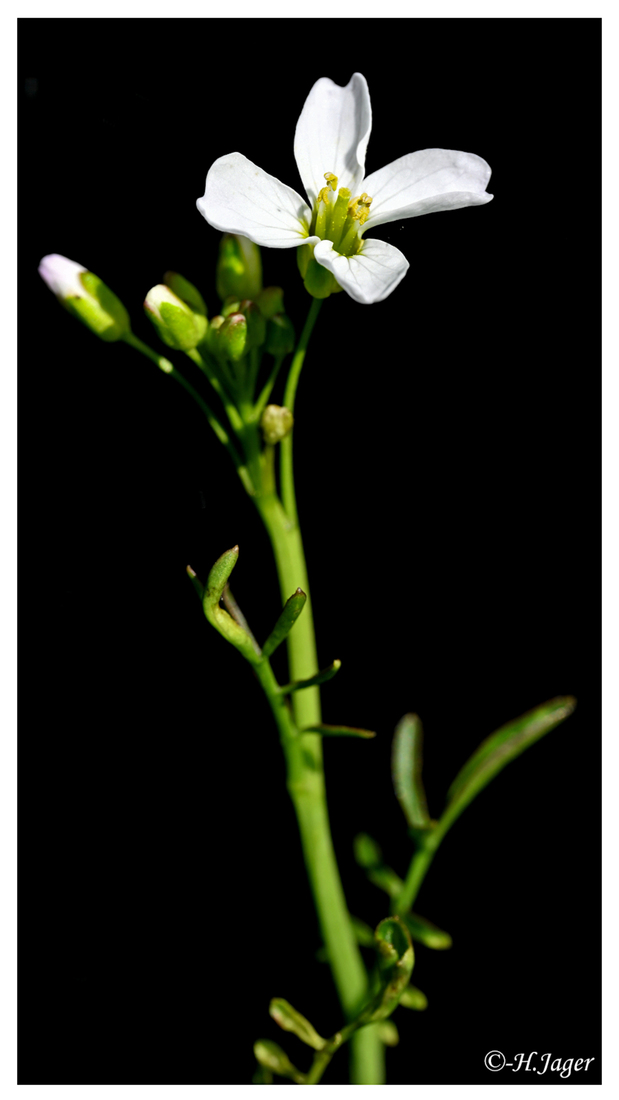 ZFC_0103