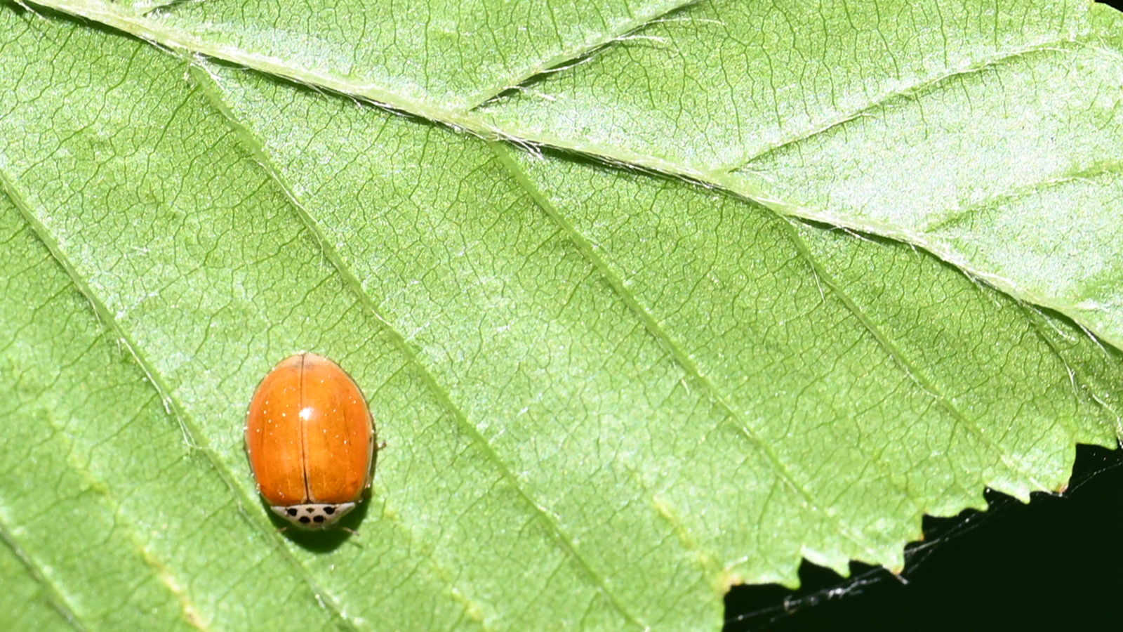 ZFC_0154