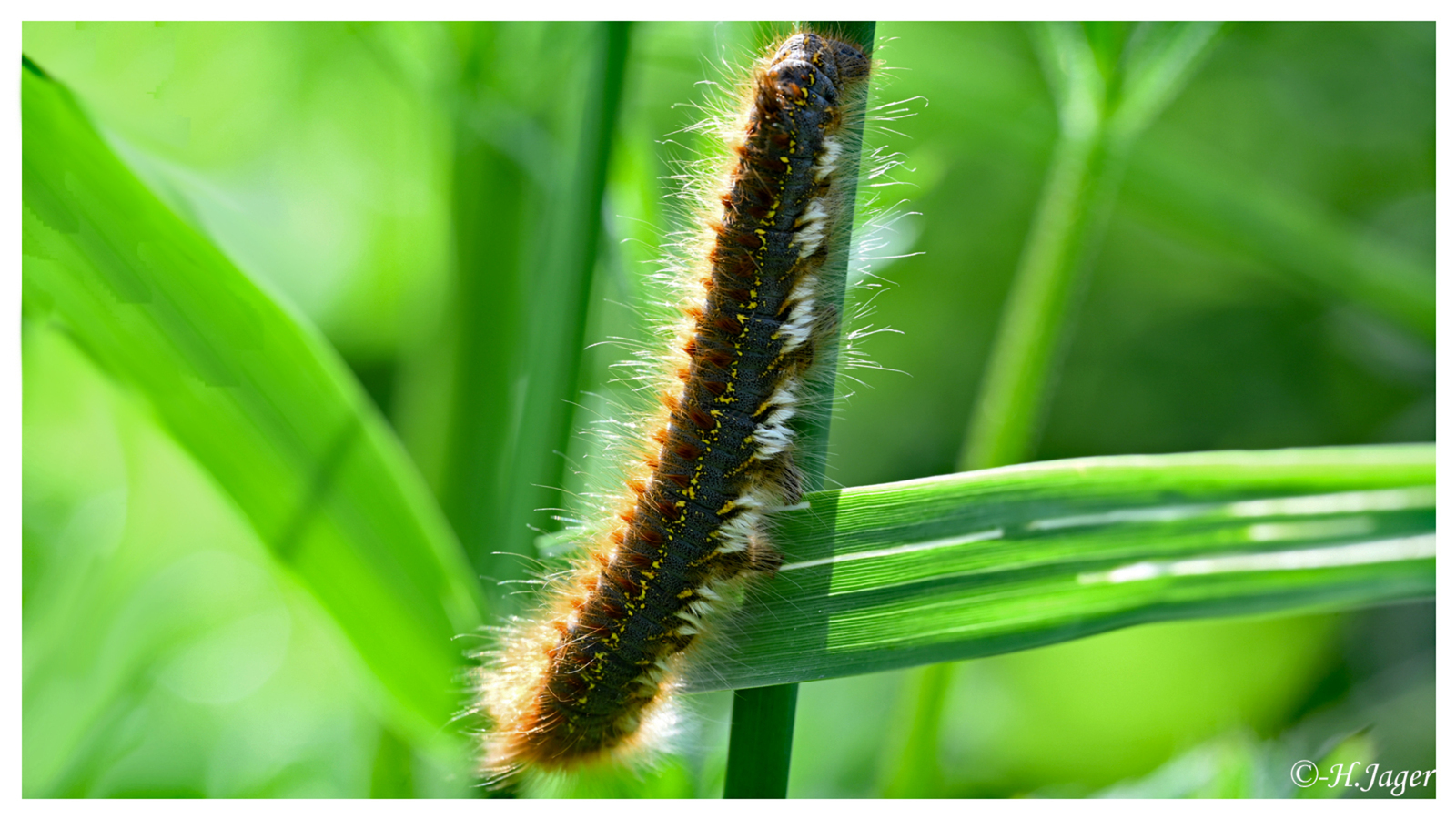 ZFC_0233