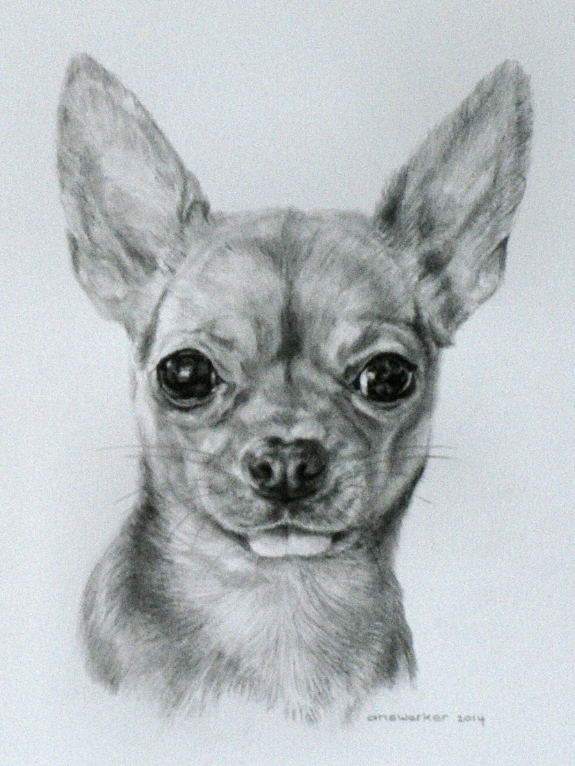 Lilly chihuahua