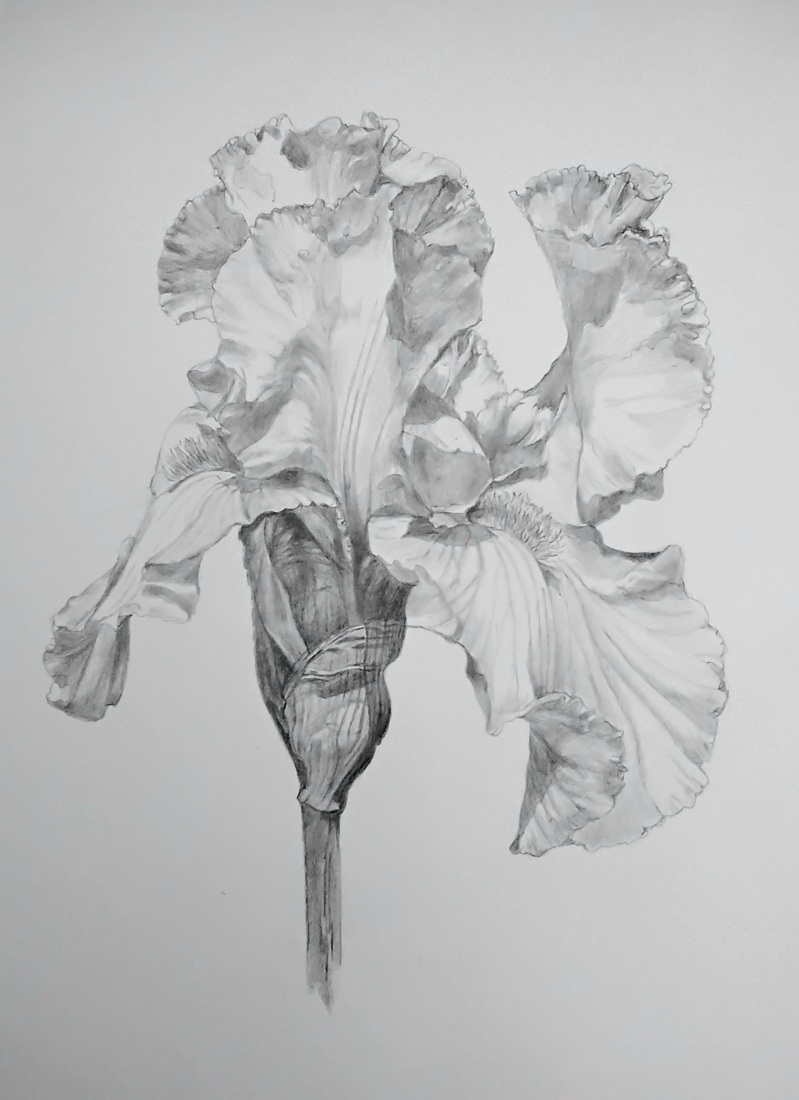 Iris