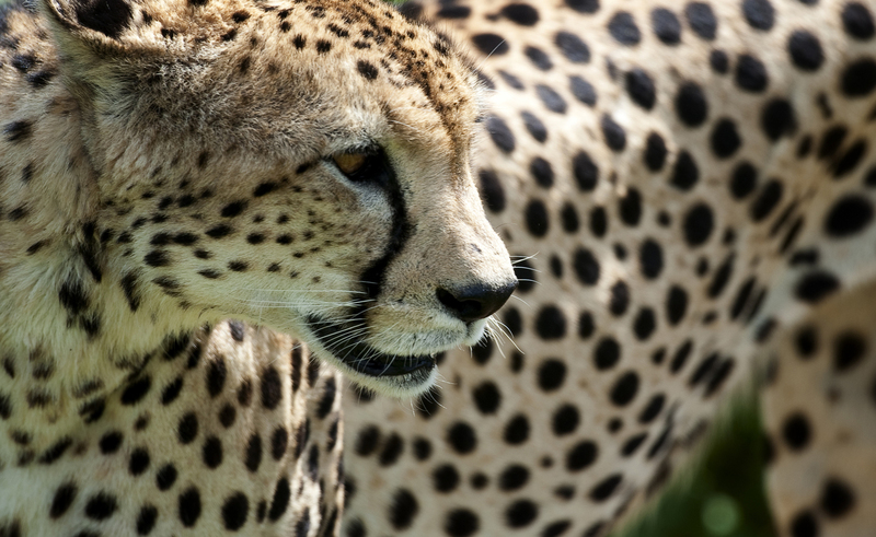 Portret van een cheetah