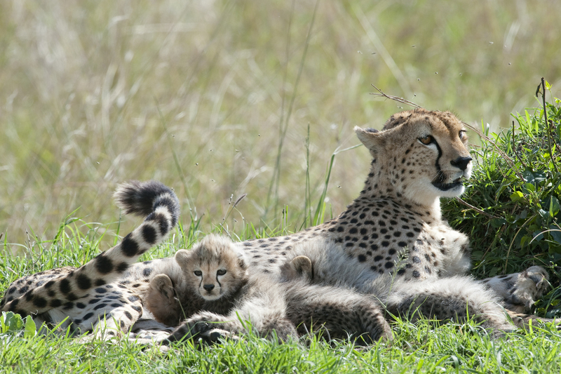 Cheetah met jong