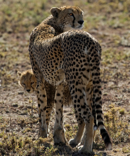 Cheetah met jong.