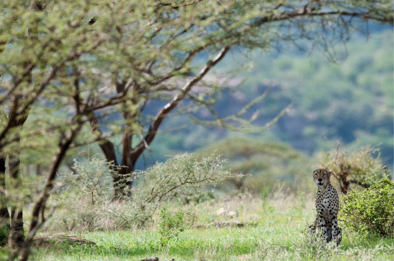 Cheetah in het landschap.