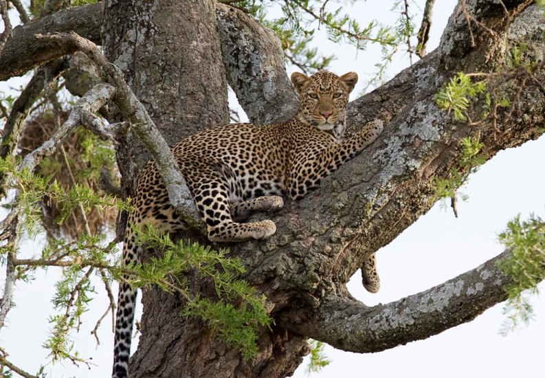 Luipaard in een boom.