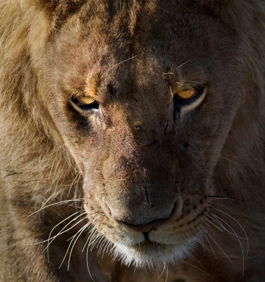 Portret van een leeuwin.