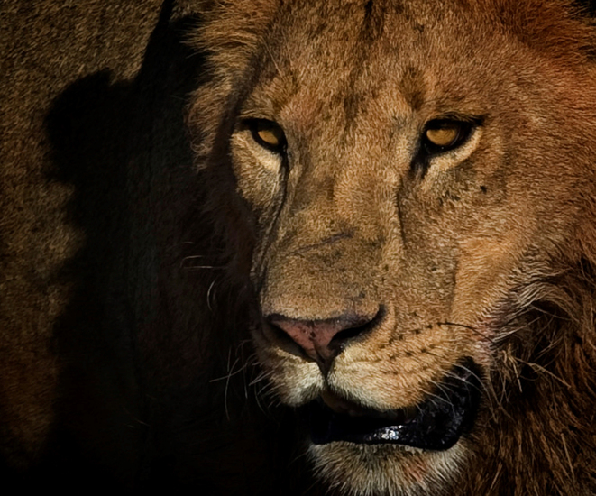 Close-up van een leeuwin op jacht.