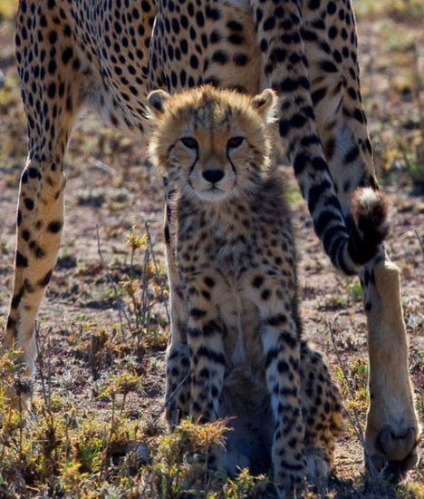 Cheetah welp zoekt bescherming, Serengeti NP.