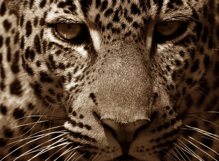 Close-up van een luipaard, Masai Mara, Kenia.