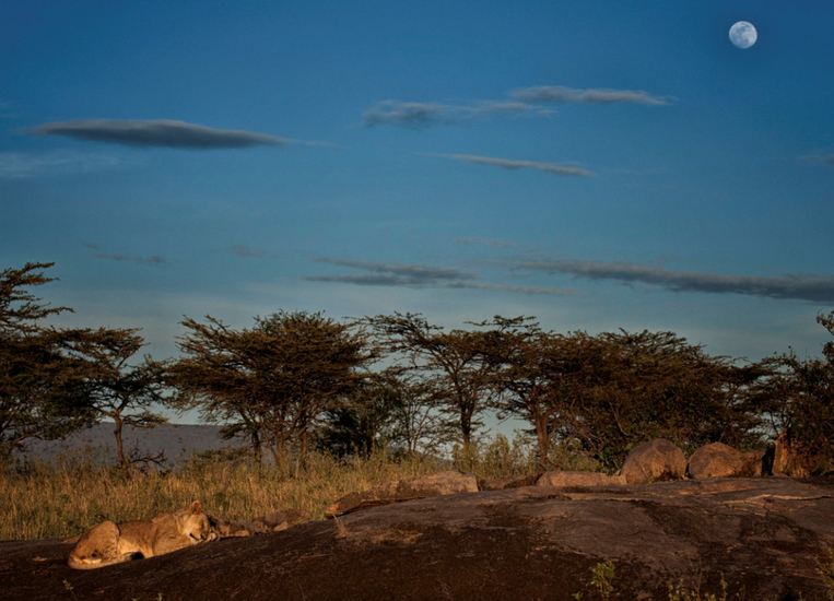 Leeuwin slapend in het maanlicht, Tanzania.
