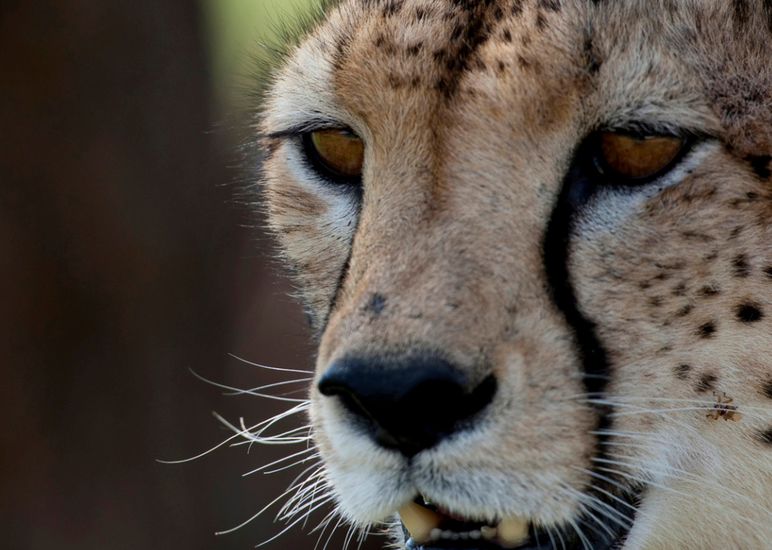 Close-up van een cheetah. Masai Mara, Kenia.
