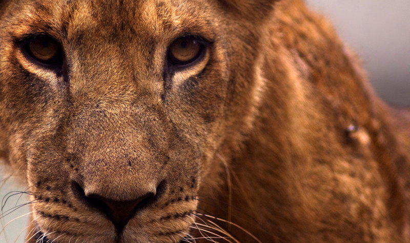 Portret van een leeuwin, Masai Mara, Kenia.