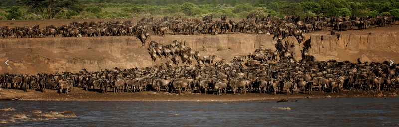 De oversteek van de migratie. Mara Rivier, Kenia