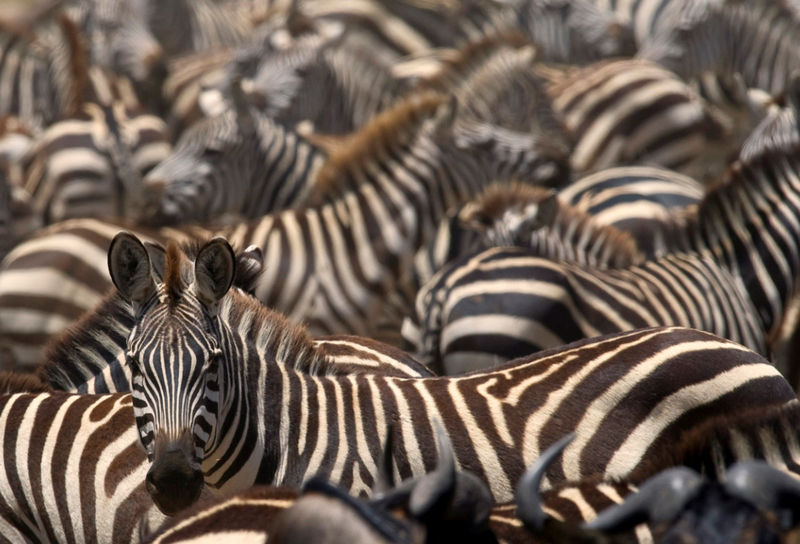 Zebra's tijdens de grote migratie. Serengeti NP, Tanzania.