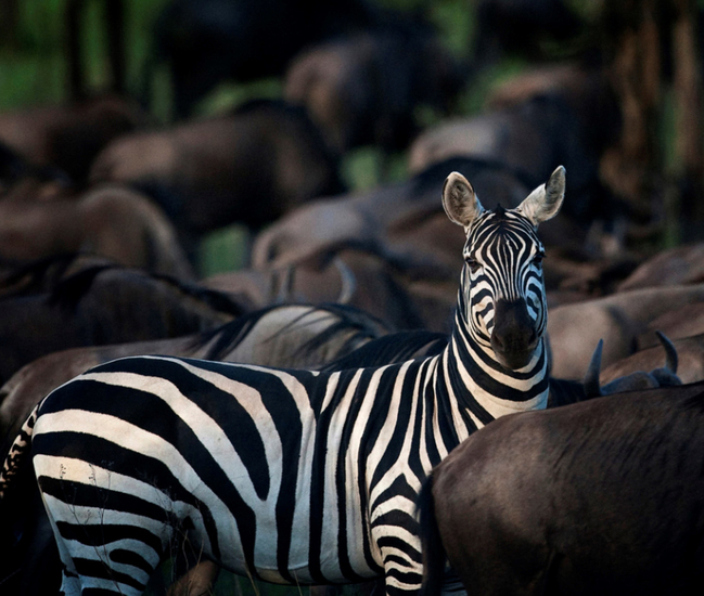 Zebra tussen de gnoes, migratie. Serengeti NP. Tanzania.