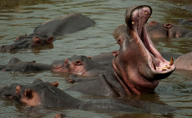 Nijlpaarden vechten om een plekje. Tanzania.
