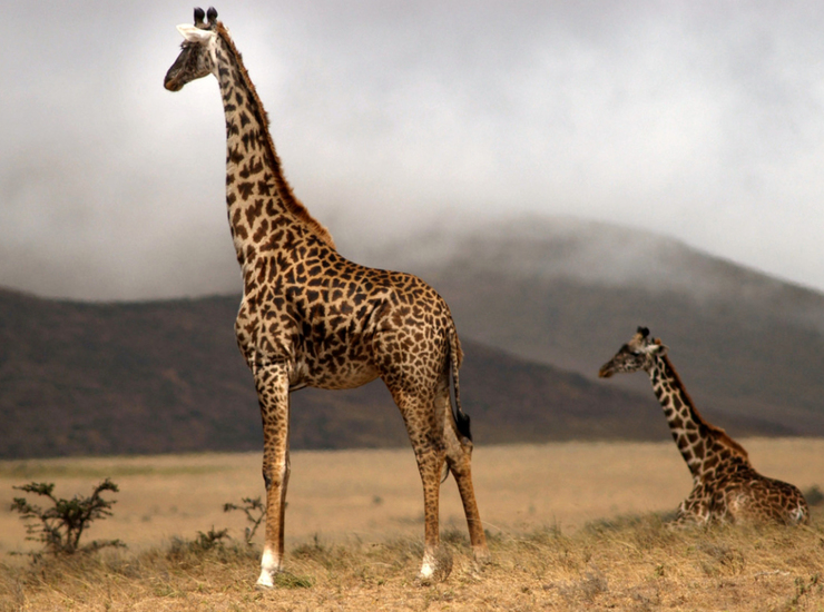 Giraf met kalfje, Serengeti NP., Tanzania.
