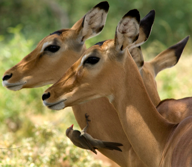 Impala's met Ossenpikker, Tsavo-Oost, Kenia