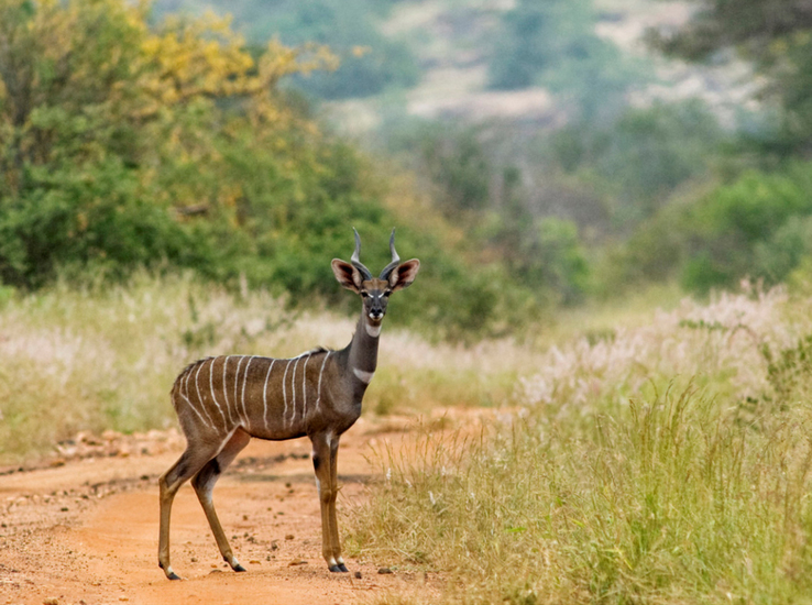Kleine Kudu, Tsavo-West, Kenia.