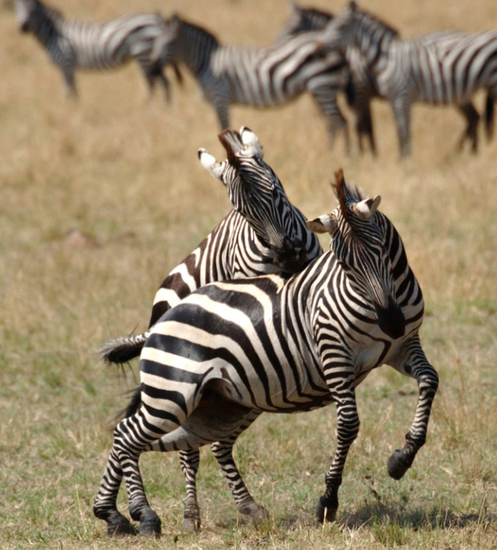 Spelende zebra's, Ngorongorokrater, Tanzania.