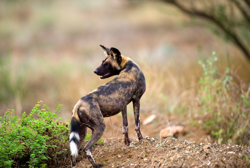 Wilde Hond, Tsavo-West Kenia