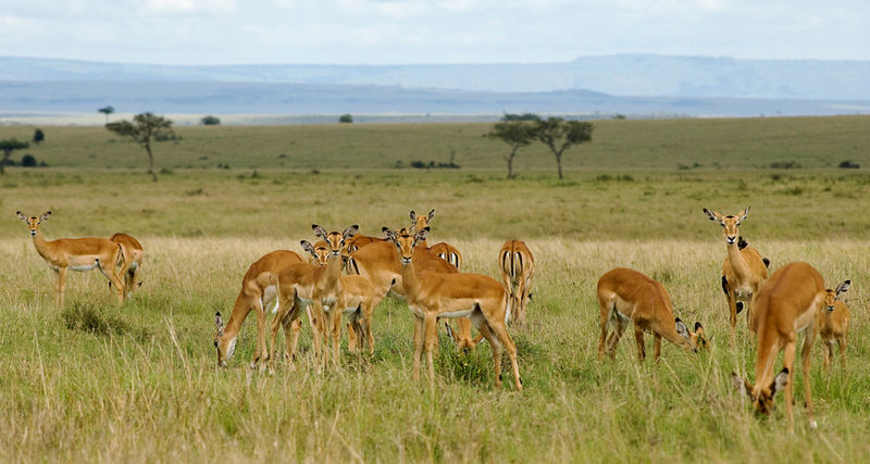 Grant's Gazelles, Masai Mara, Kenia.