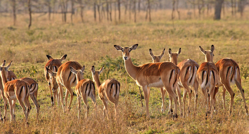Impala's op de vlakte, Serengeti NP., Tanzania.