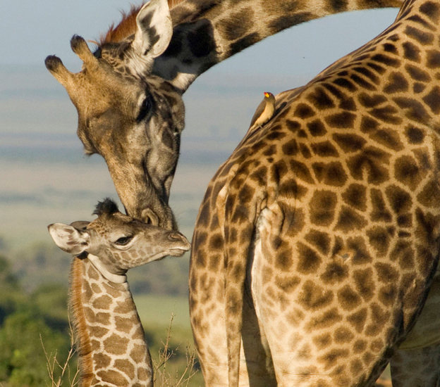 Giraf met baby, Buffelo Springs, Kenia.