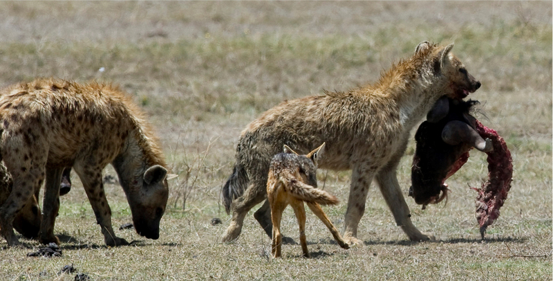 Hyena's bij een prooi, de kop van een gnoe, Ngorongorokrater, Tanzania