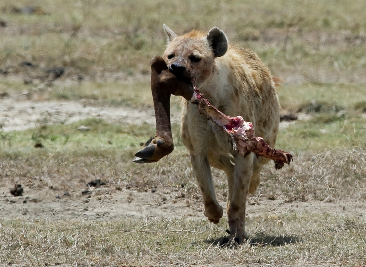 Hyena met een poot van een gnoe, Ngorongorokrater, Tanzania.