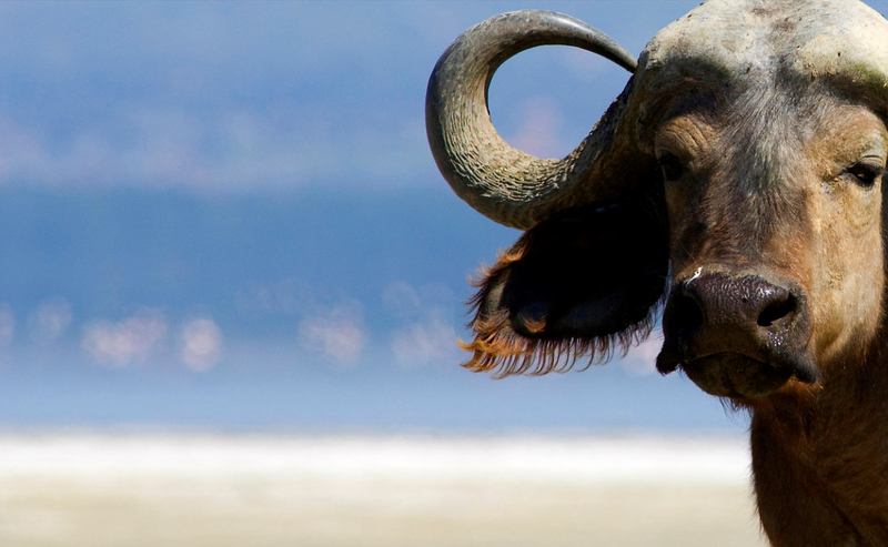 Portret Kaapse Buffel, Lake Nakuru, Kenia.