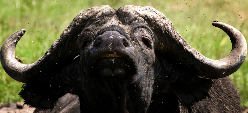 Portret Kaapse Buffel in de modder, Lake Nakuru, Kenia.