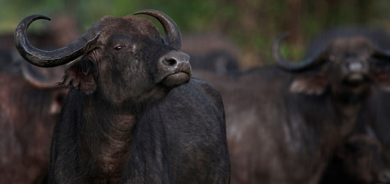 Kaapse buffel in de regen, Grumeti Area, Serengeti NP., Tanzania.