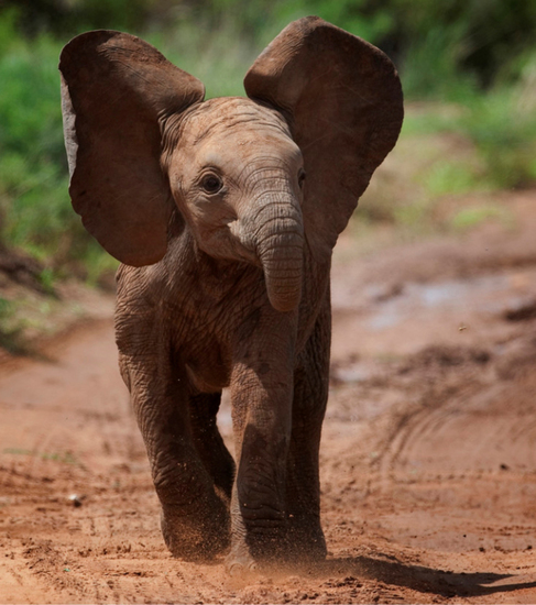 Baby olifantje doet schijnuitval, Samburu, Kenia