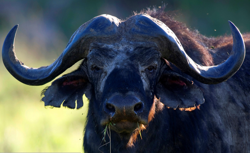 Portret Kaapse Buffel, Serengeti NP. Kenia