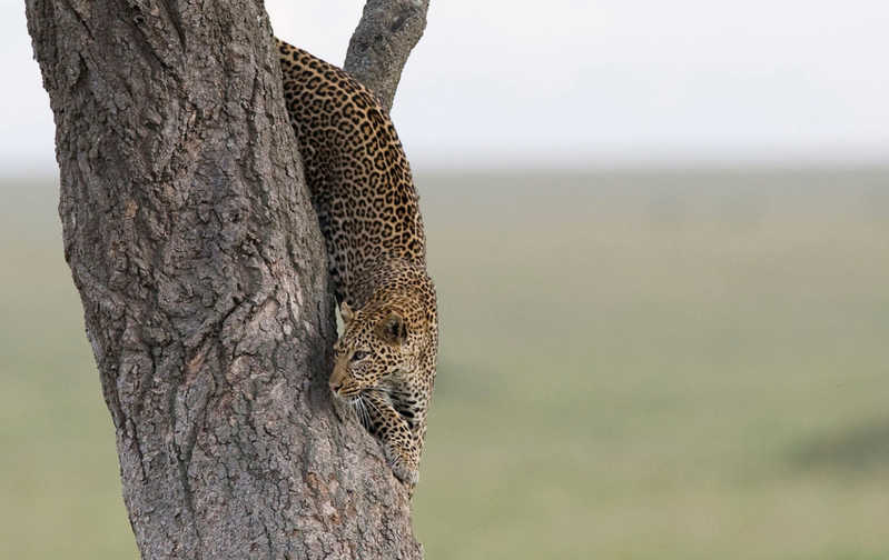 Luipaard gijdt uit een boom voor de jacht, Serengeti NP., Tanzania
