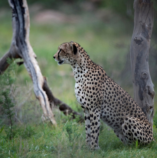 Portret van een cheetah in het landschap, Samburu NP., Kenia