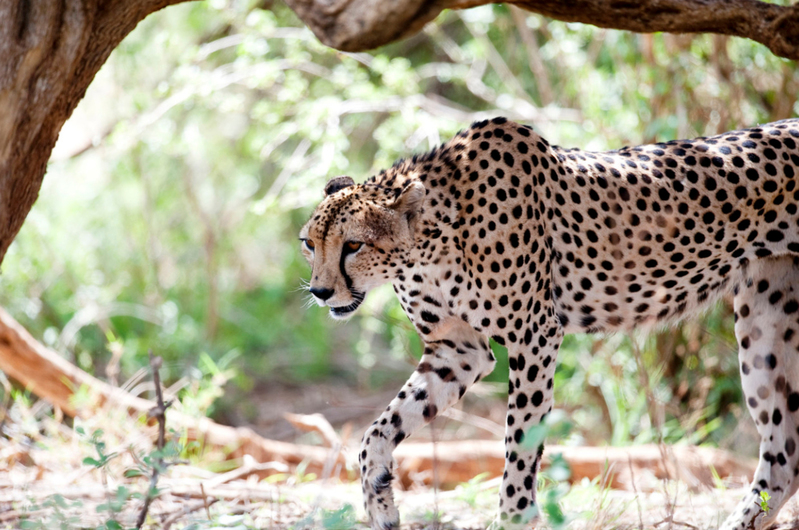 Cheetah op jacht, Masai Mara Kenia.