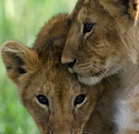 Twee baby leeuwtjes socialiseren, Masai Mara, Kenia.