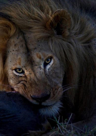 Portret van een leeuw met prooi, Lobo Area, Serengeti NP., Tanzania.