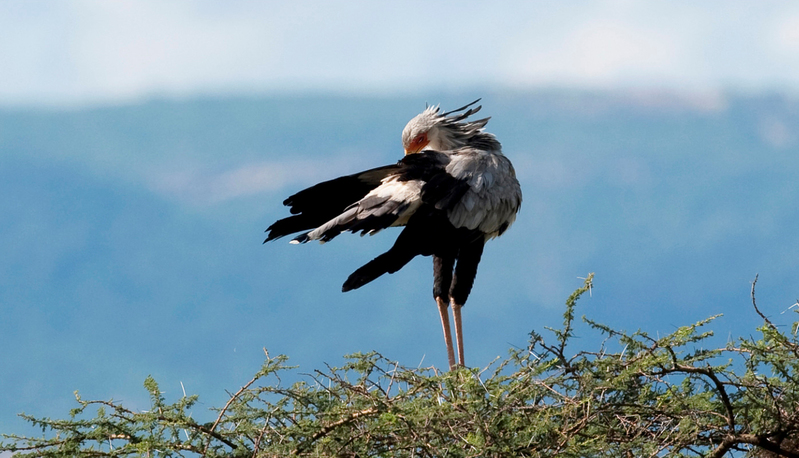 Secretarisvogel, Samburu NP., Kenia.
