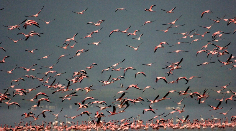 Flamingo's in de vlucht, Lake Nakuru, Kenia.