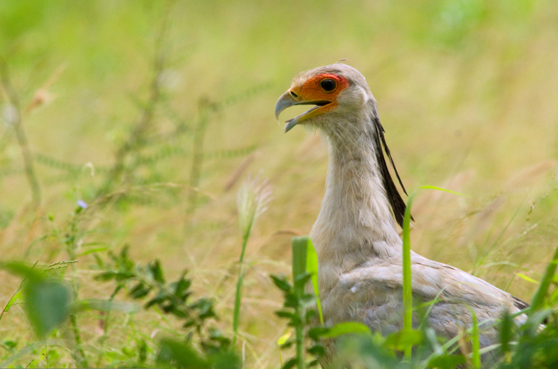 Portret van Secretarisvogel, Tsavo-West, Kenia.