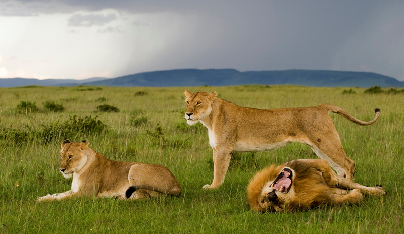 Leeuwin heerst, Masai Mara Kenia